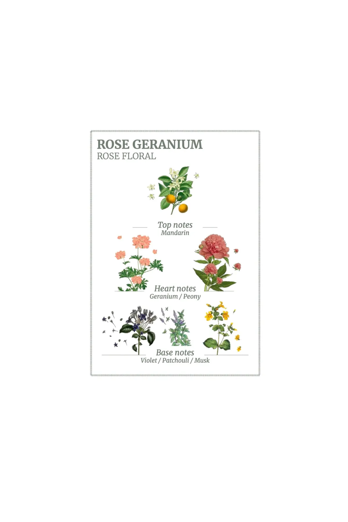 rose geranium body lotion